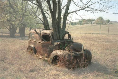 Tree in Car 